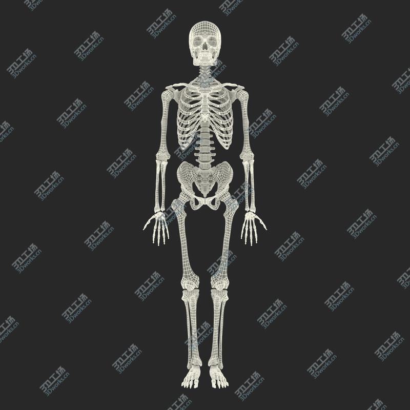 images/goods_img/20210113/Human Male Skeleton Rigged for Cinema 4D/3.jpg